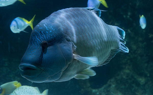 Poisson napoleon